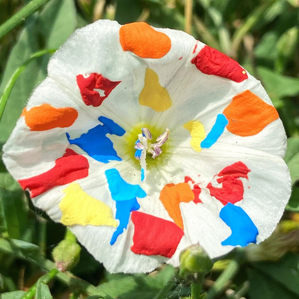 Raz Fresco & Ray Robinson "SUNray" Digital Album