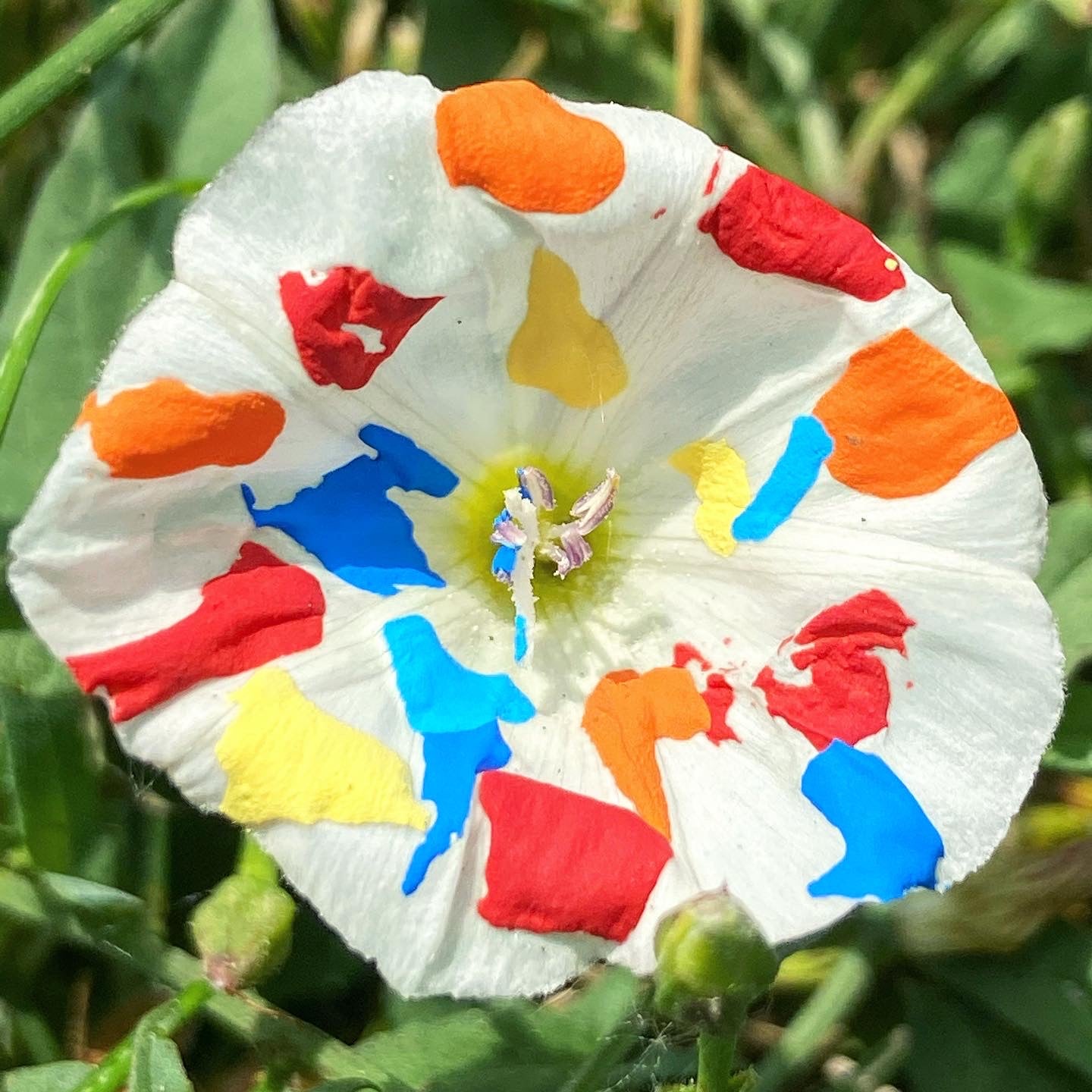 Raz Fresco & Ray Robinson "SUNray" Digital Album